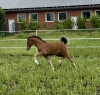  Mon Cherie Royal CH