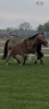  Mon Cherie Royal CH