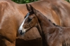 Uziah De Wellbury