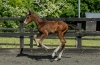 Uziah De Wellbury