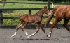 Uziah De Wellbury
