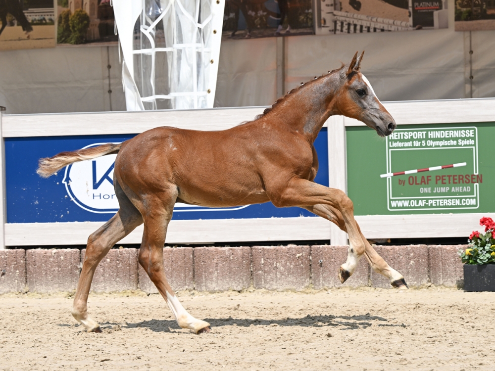 Arezzo's Heart