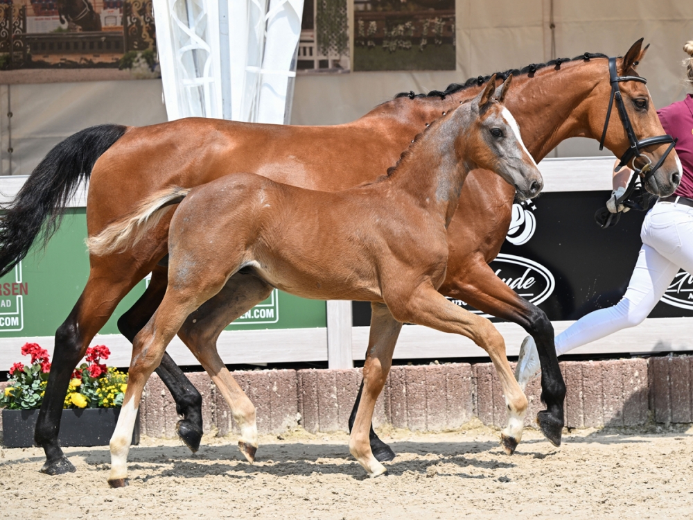 Arezzo's Heart