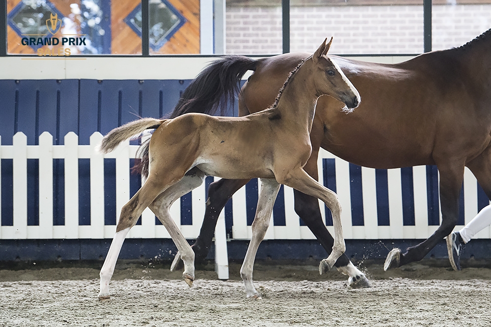 Emmerada Van Twelve Oaks Z
