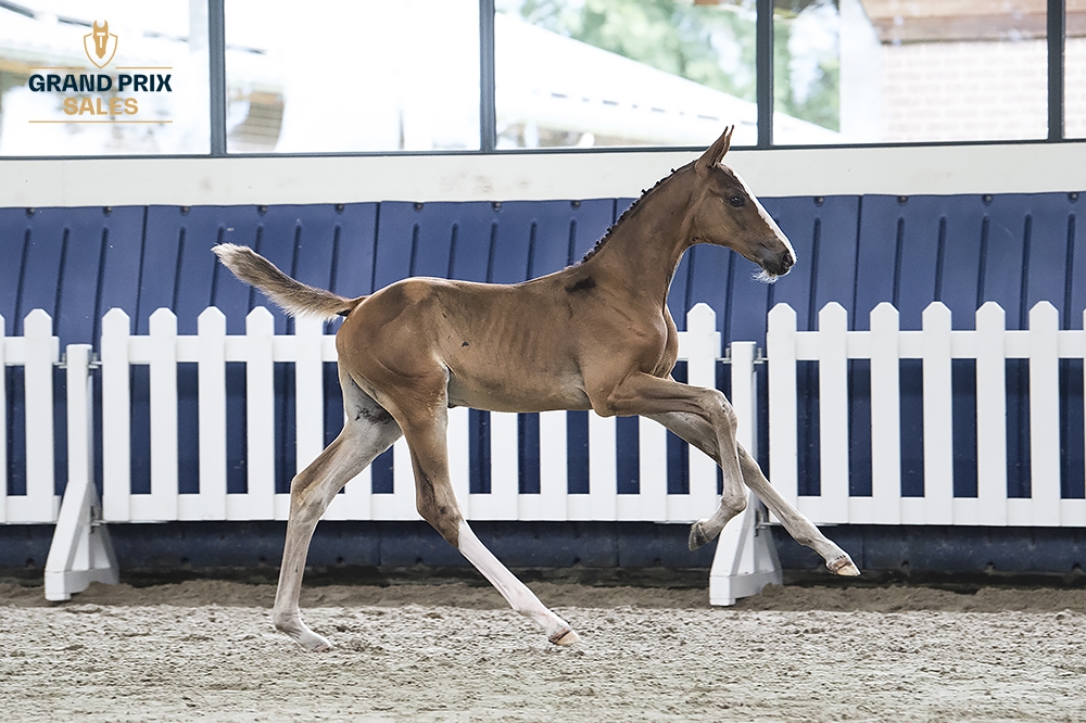 Emmerada Van Twelve Oaks Z