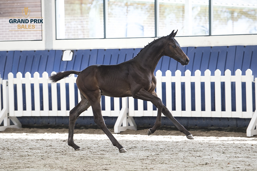 Valentino Turfhorst