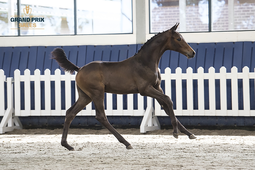 Unbridled Z