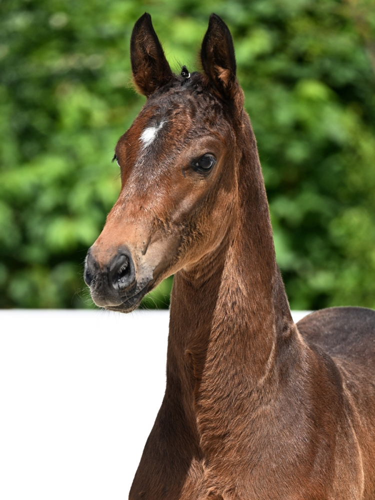 Unico de la Cerise