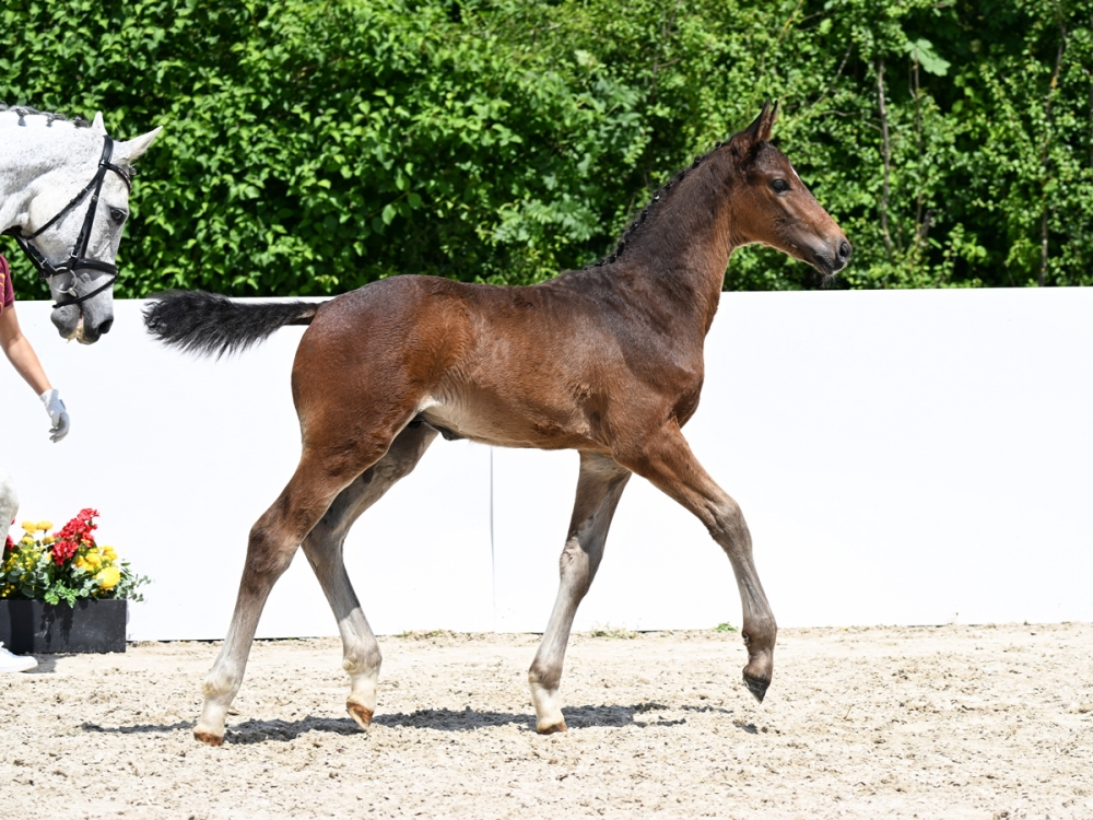 Unico de la Cerise