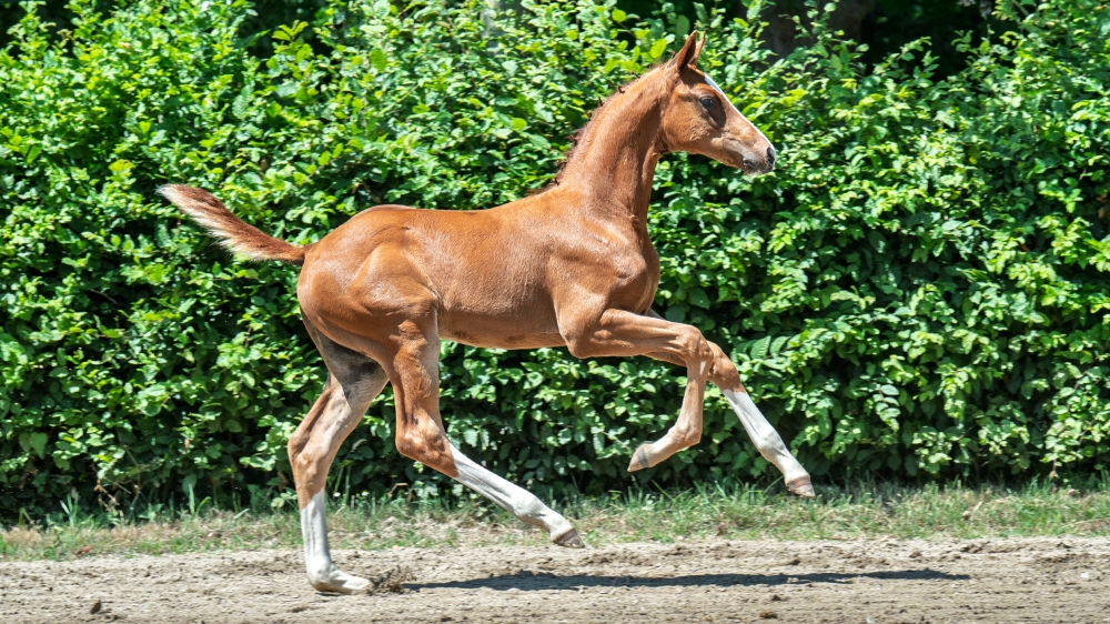 Valentino	