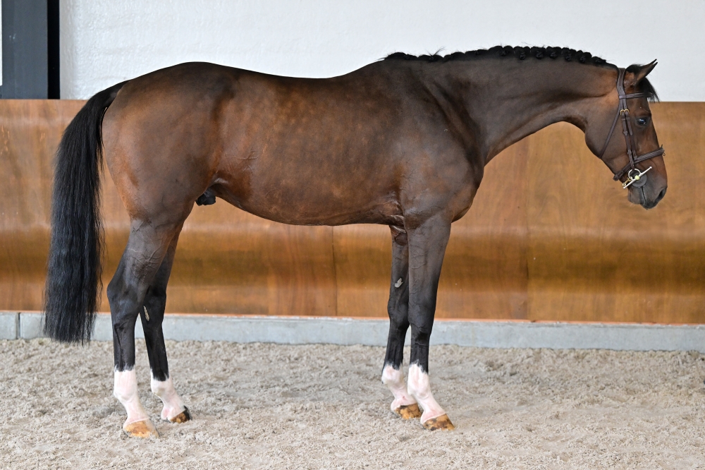 Bandaroen vd Holsteinerhoeve Z
