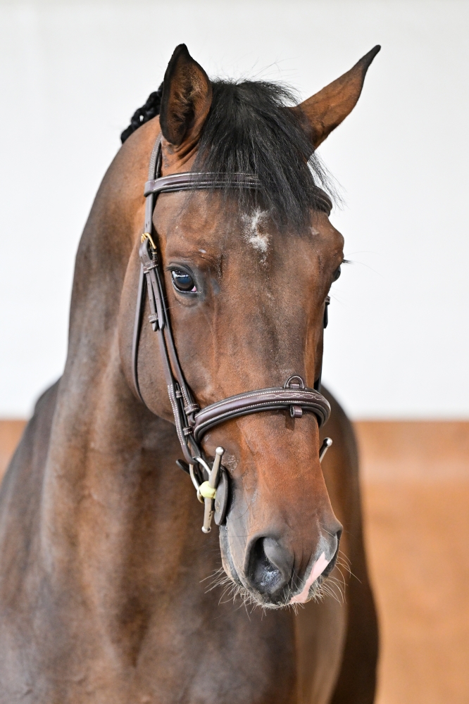 Bandaroen vd Holsteinerhoeve Z