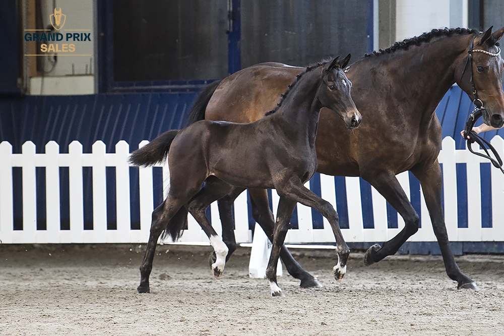 V.I.P. Texel