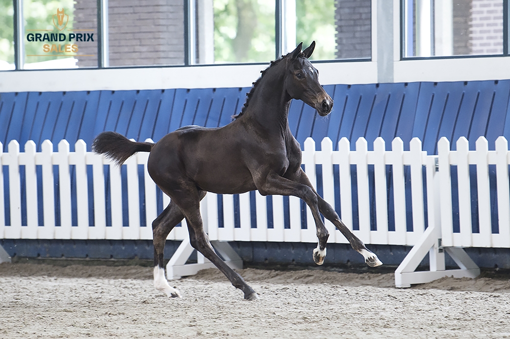 V.I.P. Texel