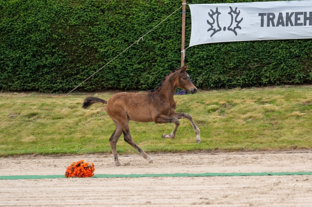 Königsklasse	