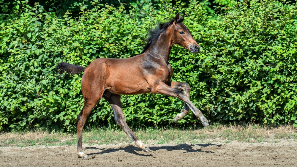 Maurice	