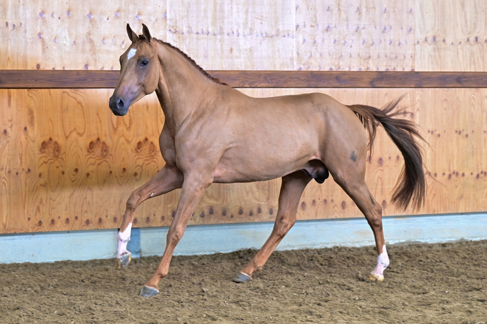 Prudence Gold R.T. Z	