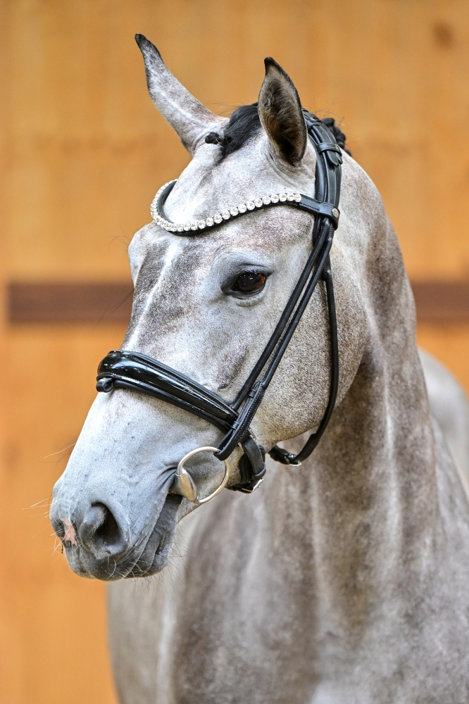 Talounet s Z	