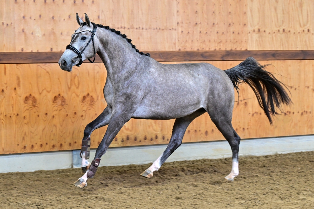 Talounet s Z	