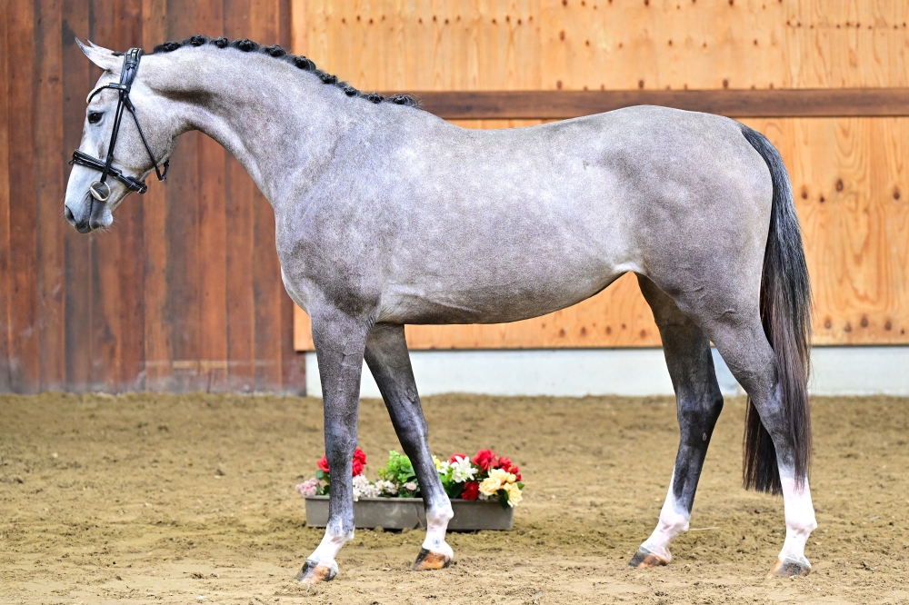 Talounet s Z	