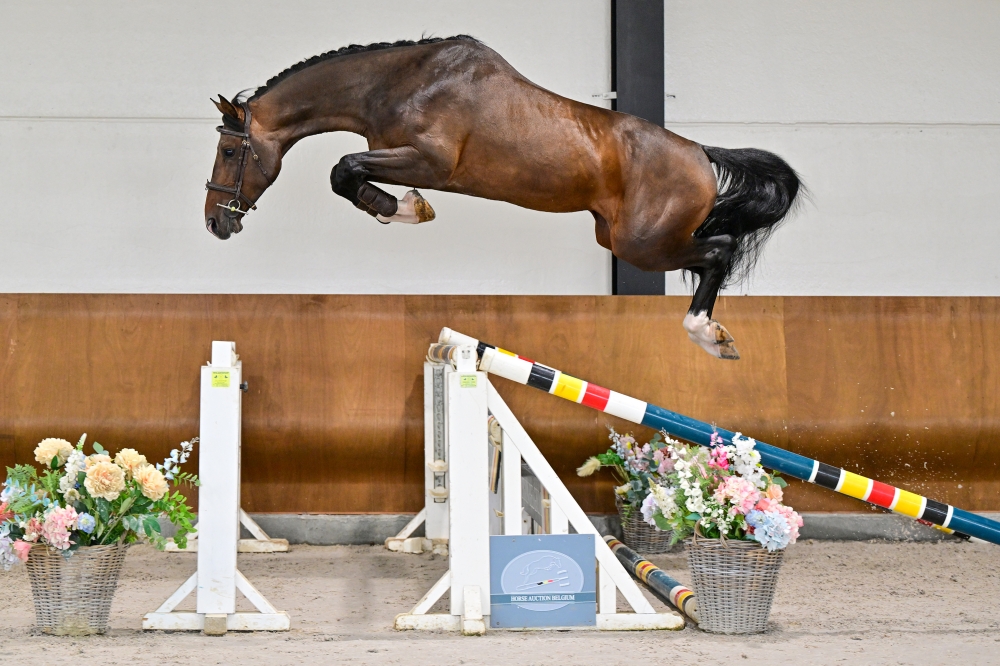 Bandaroen vd Holsteinerhoeve Z