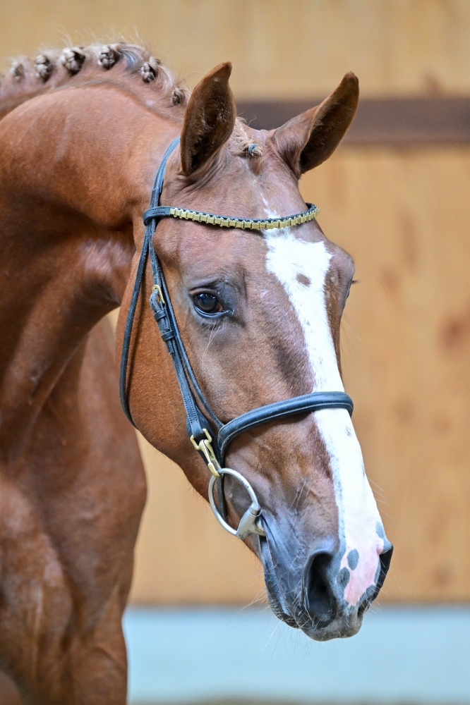 Winsor Prinseveld DSC
