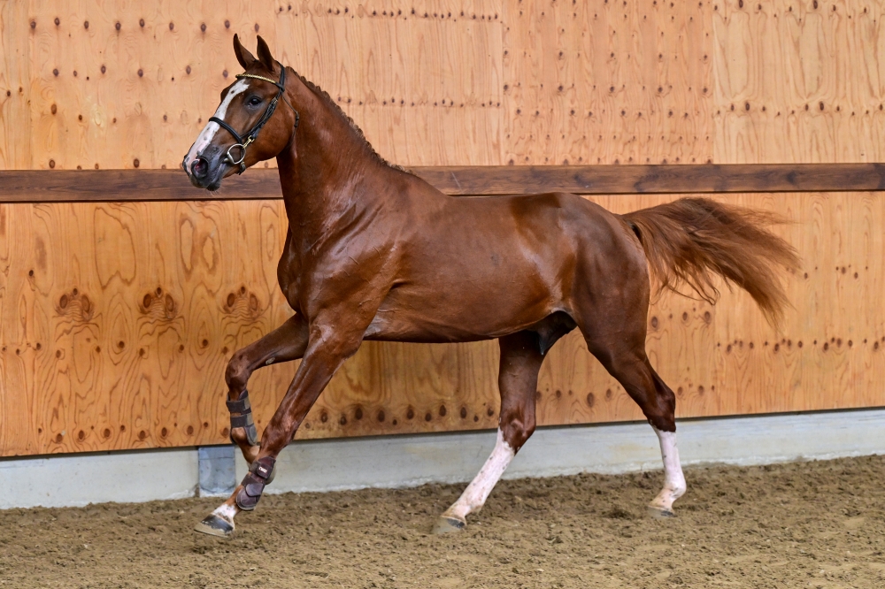 Winsor Prinseveld DSC