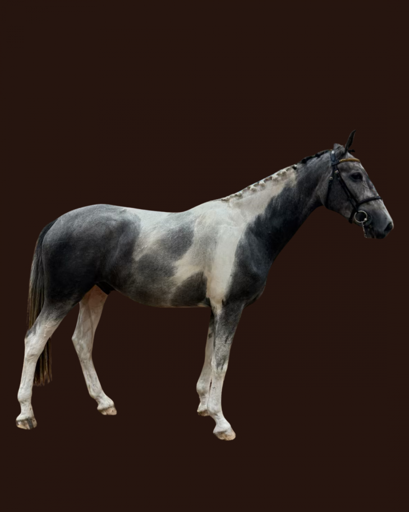 Chacciro
