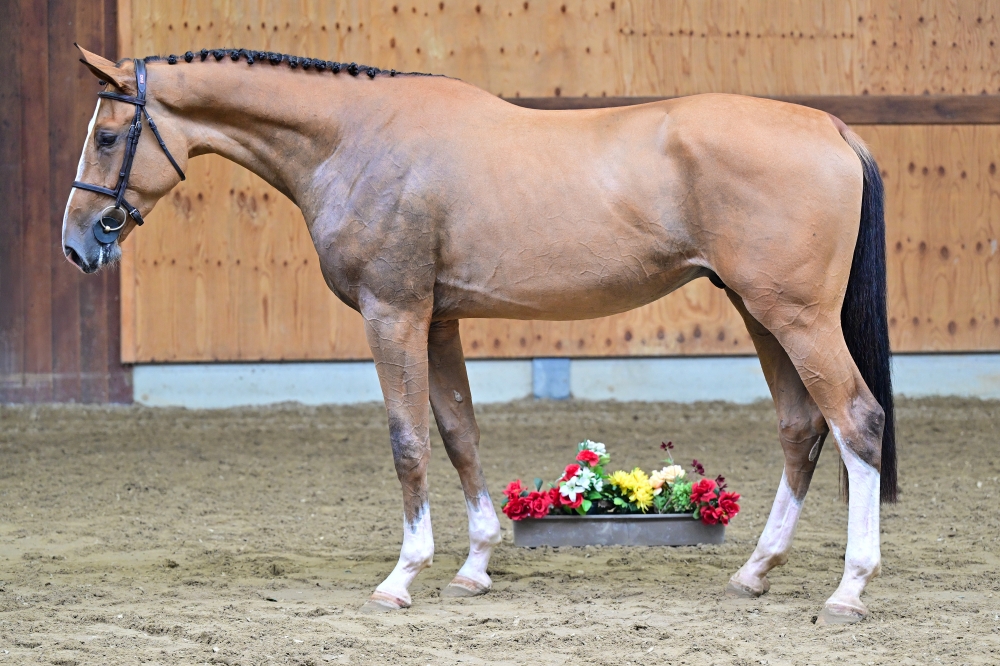 Sandokan TS	