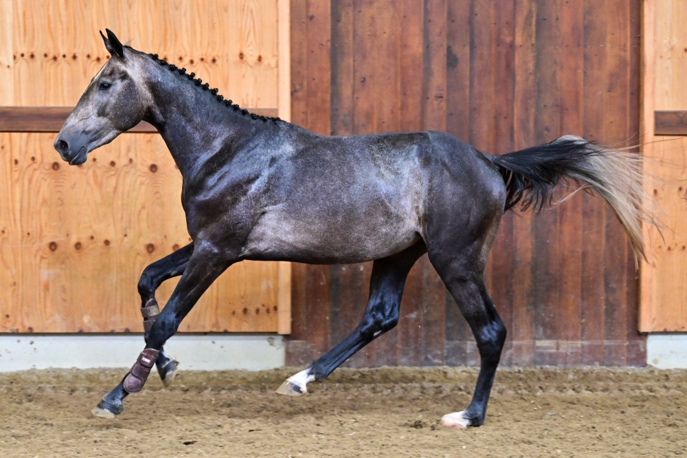 Warmond van 't Merelsnest