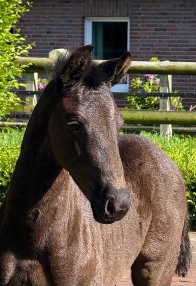von Vitalis