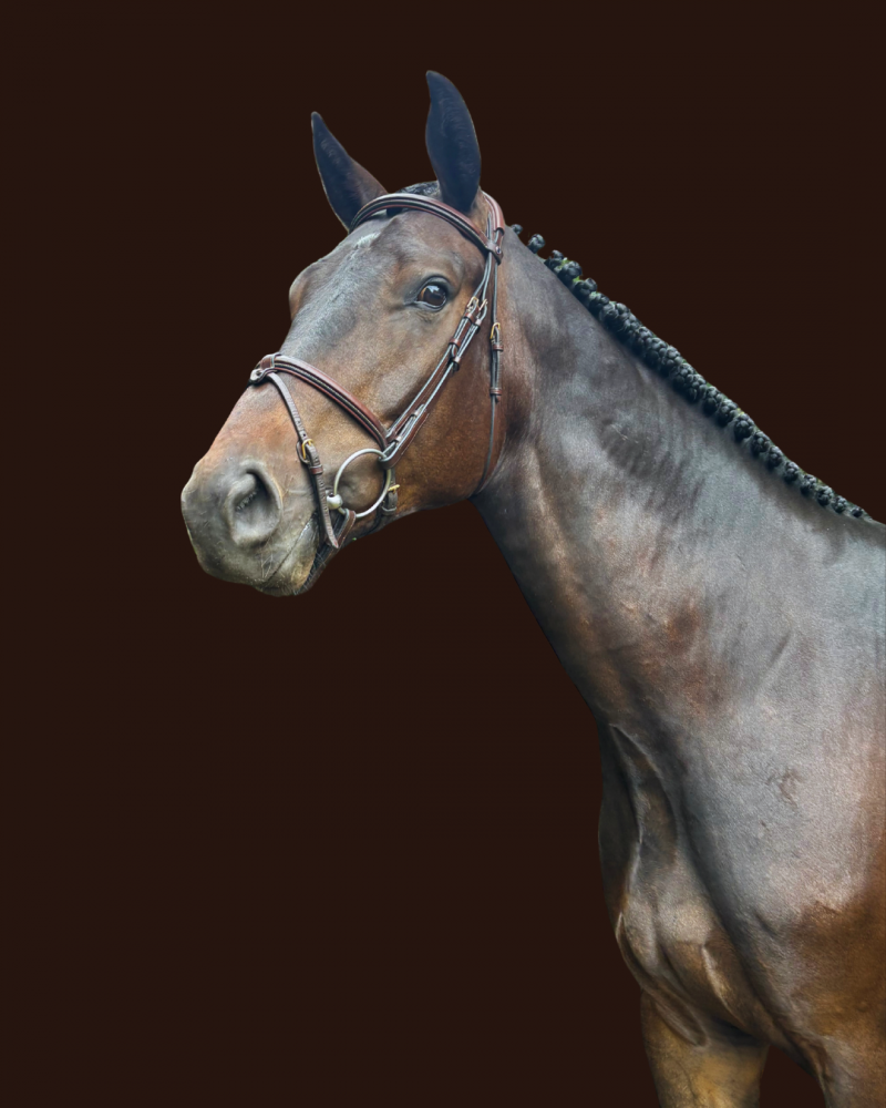 Tabajo Cornet’s Fernandez