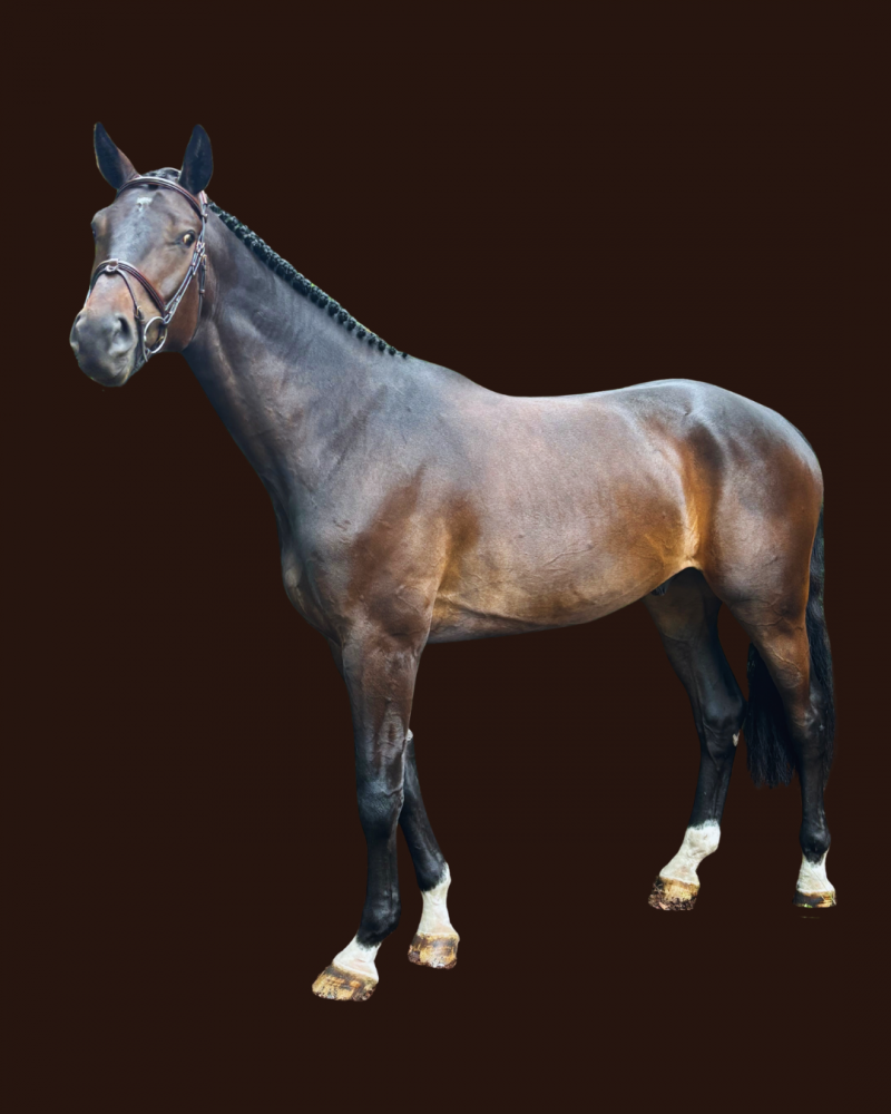 Tabajo Cornet’s Fernandez