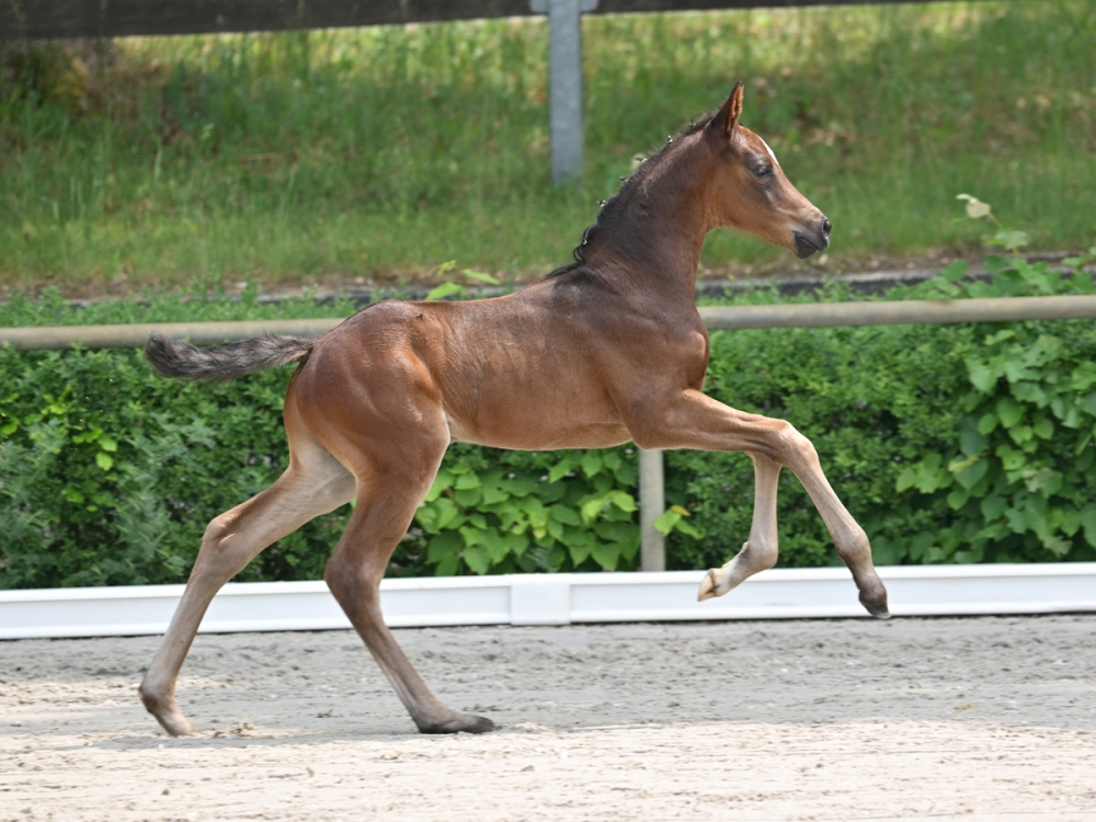Liebenberg