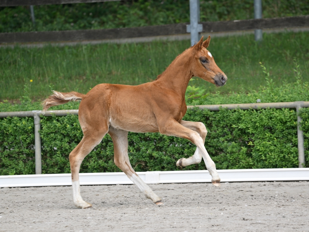 Seeräuber