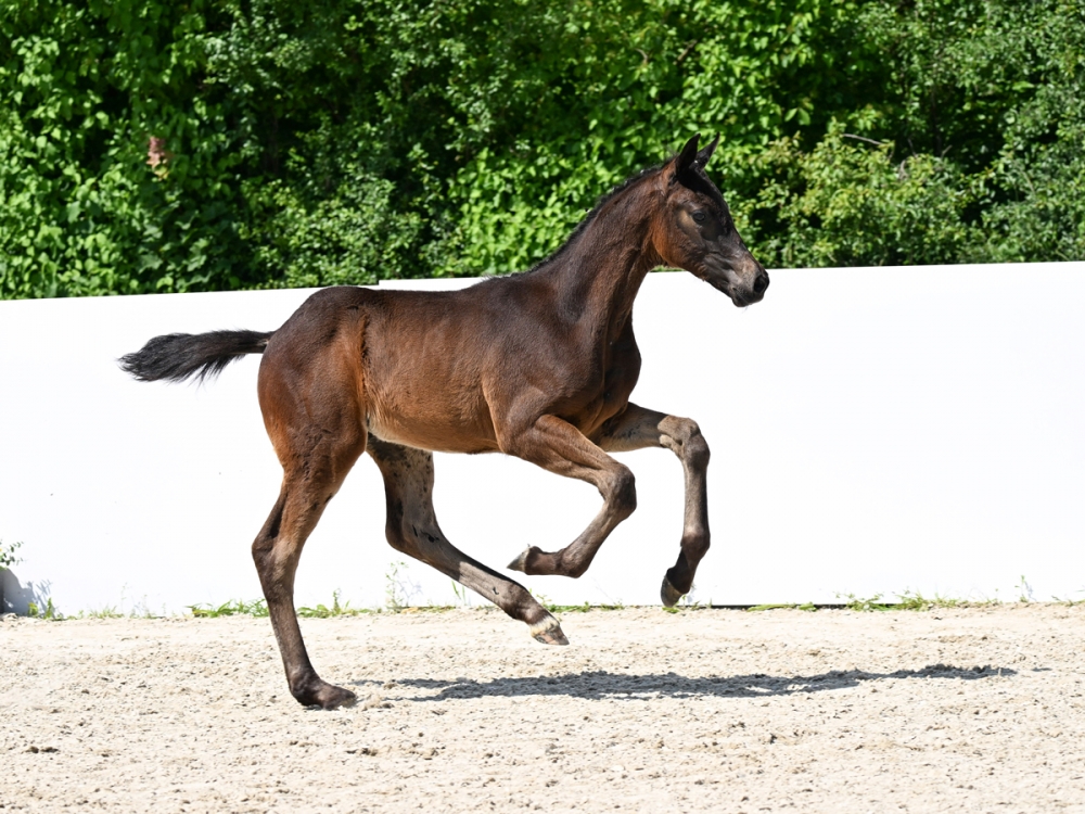Silvestre