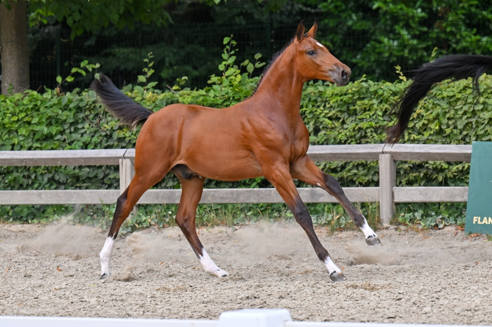 Elliot SDV Z