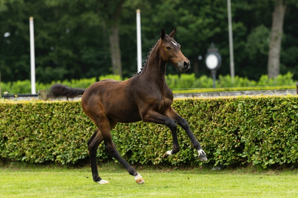 Van Halen van de Danchastables