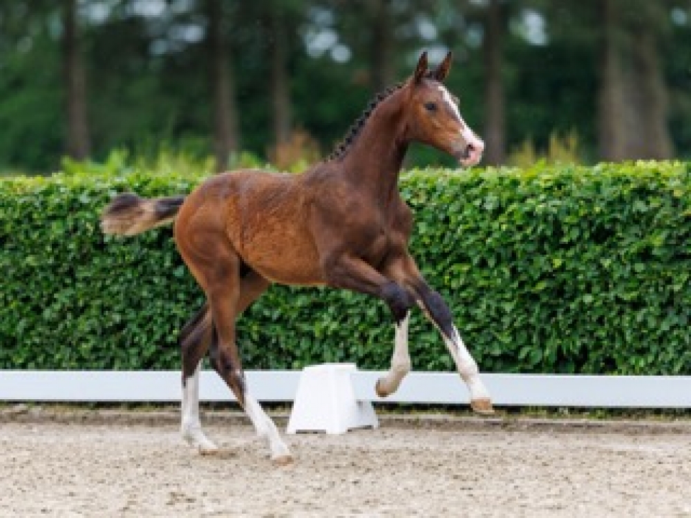 Quickstep