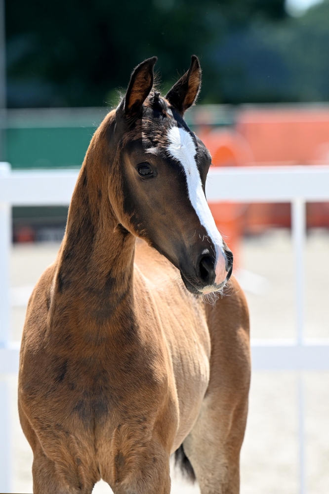 Contina Colour