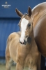 Emmerada Van Twelve Oaks Z