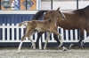 Emmerada Van Twelve Oaks Z