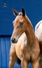Vasari