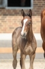 Vivine Blue S	