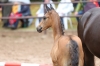 Guccio	