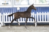 Silberaster K