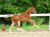 United Corrado
