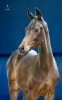 Silber Eccelso K
