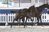 Unbridled Z
