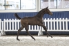 Unbridled Z